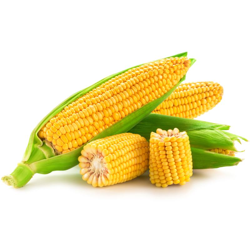 1 Cob of Corn