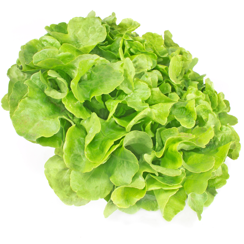1 Salade Feuille de Chêne Verte